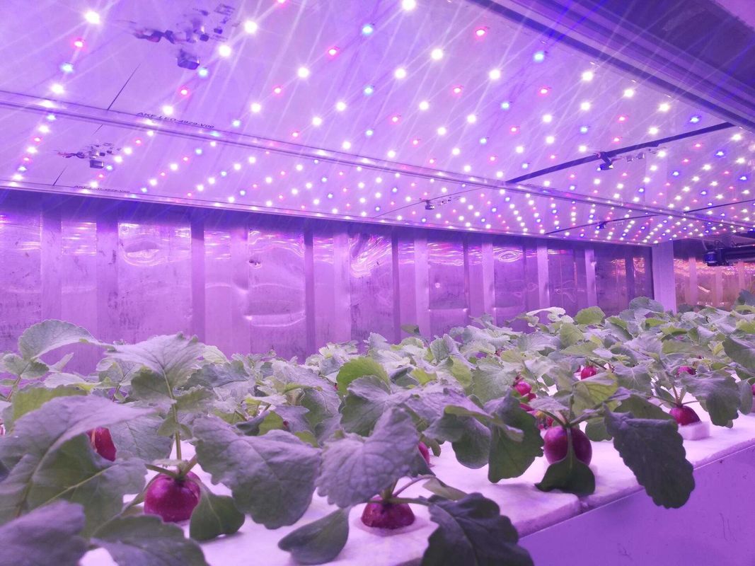 Tipo de contenedor Máquina de forraje verde Máquina de germinación comercial hidropónica